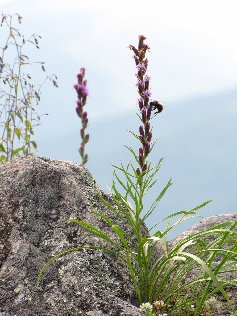 Heller's blazing star