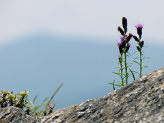 Liatris helleri