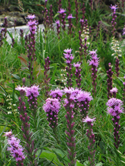 Liatris helleri
