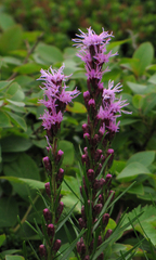 Liatris helleri
