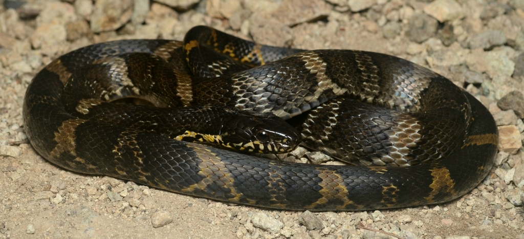 Amur Ratsnake