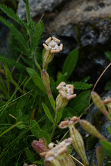 Silene vallesia