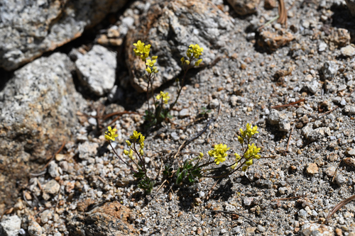 Lake Tahoe draba (Draba asterophora)