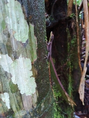 Anolis anchicayae