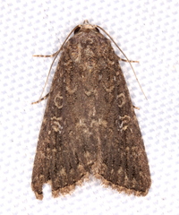 Condicinae