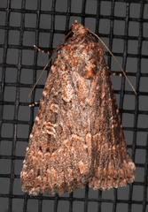 Hypoperigea tonsa