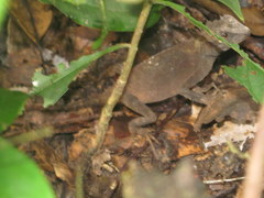 Acanthosaura lepidogaster