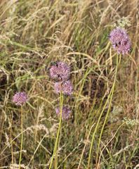 Allium lineare