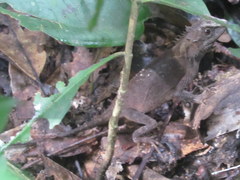 Acanthosaura lepidogaster