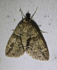 Polyclysta hypogrammata