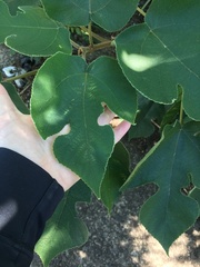 Broussonetia papyrifera