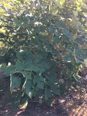 Broussonetia papyrifera