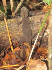 Acanthosaura lepidogaster