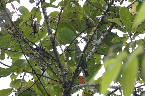 Greater Green Leafbird (Chloropsis sonnerati), photo 4