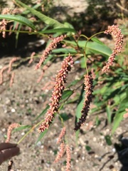 Persicaria