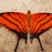 Mariposa Alas de Daga Naranja - Photo (c) Saul fernando Rodriguez salgado, algunos derechos reservados (CC BY-NC)