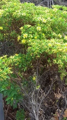 Lecocarpus darwinii