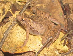 Microhyla berdmorei