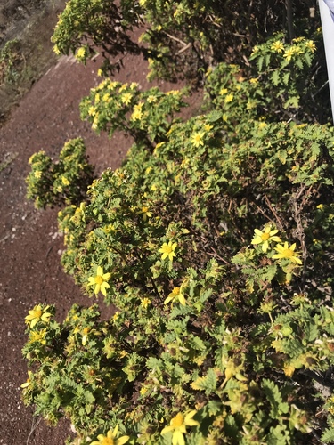 Lecocarpus darwinii, photograph 4