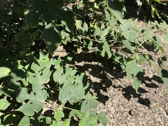 Broussonetia papyrifera