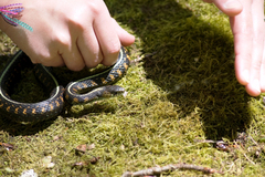 Thamnophis sirtalis concinnus