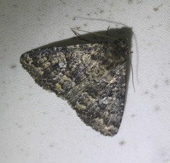 Condica aroana