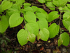Hua Mulberry - Photo (c) Chuangzao, some rights reserved (CC BY-NC), uploaded by Chuangzao