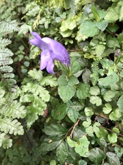 Strobilanthes rankanensis