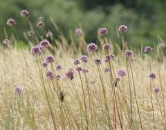 Allium lineare