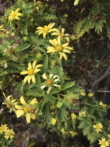 Lecocarpus darwinii, photograph 5