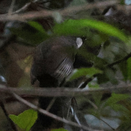 Black-throated Laughingthrush (Pterorhinus chinensis), photo 10