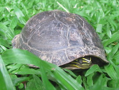 Cuora amboinensis kamaroma