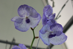 Vanda coerulea