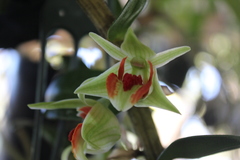 Dendrobium cruentum
