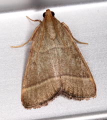Hypsopygia decoloralis