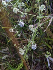 Eryngium aromaticum
