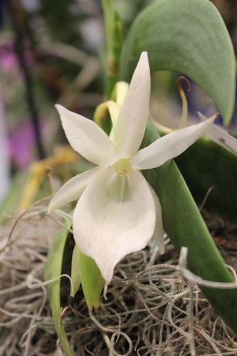 Lion Angraecum