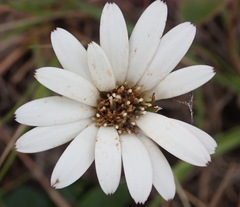 Gerbera serrata