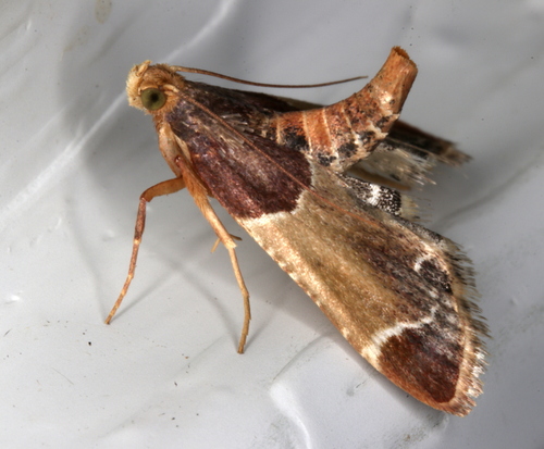 Pyralis farinalis