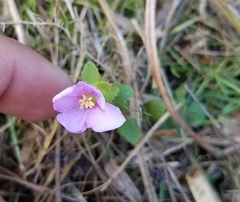 Rhexia nuttallii