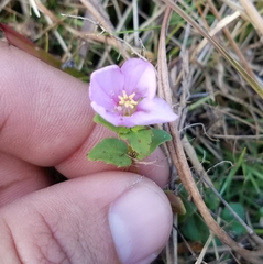 Rhexia nuttallii