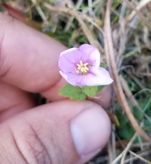 Rhexia nuttallii