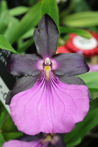 Miltonia moreliana iNat (2)