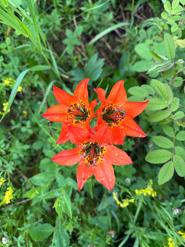 Wood Lily