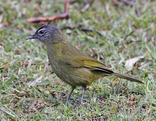 iNaturalist image