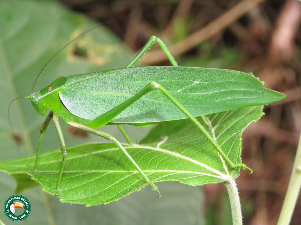 Plagiopleura nigromarginata
