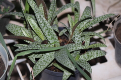 Ledebouria socialis