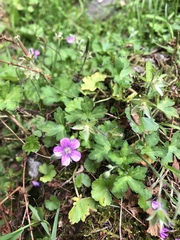 Geranium nepalense thunbergii