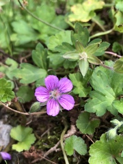 Geranium nepalense thunbergii