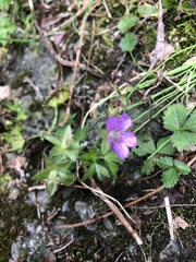 Geranium nepalense thunbergii